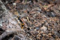 Wood wasp on a root