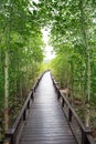 Wood way bridge in natural mangrove forest Royalty Free Stock Photo