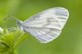 Wood White, Boswitje, Leptidea sinapis Royalty Free Stock Photo