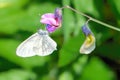 Wood White Butterfly - Leptidea sinapis feeding on a woodland flower.