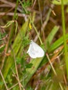 Wood White butterfly - Leptidea sinapis at rest.