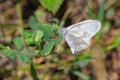 Wood White butterfly - Leptidea sinapis in a Worcestershire woodland.