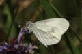 Wood White Leptidea sinapis our daintiest butterflies with one of the slowest and delicate flights of all the British species.