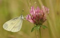 Wood White Leptidea sinapis our daintiest butterflies with one of the slowest and delicate flights of all the British species.