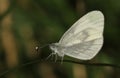 Wood White Leptidea sinapis our daintiest butterflies with one of the slowest and delicate flights of all the British species.