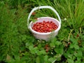 Wood wild strawberry.