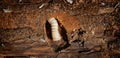 Wood worm makes damage. Woodworm. Bark beetle larvae on the the bark wooden surface. Insect pest spoils raw wood Royalty Free Stock Photo