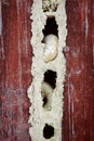 Wood worm nest close up macro larvae maggots damaged furniture Royalty Free Stock Photo