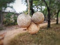 Woodapple is One Of The Tasty And Healthy Fruit In Sri Lanka.Wood