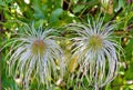 Woodbine Clematis virginiana Royalty Free Stock Photo