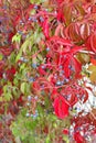 Woodbine with red leaves and blue berries in close up