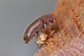 Woodboring beetle, wood borer, Anobiidae (Ernobius) on wood. High magnification Royalty Free Stock Photo