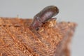 Woodboring beetle, wood borer, Anobiidae (Ernobius) on wood. High magnification Royalty Free Stock Photo