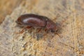 Woodboring beetle, wood borer, Anobiidae (Ernobius) on wood. High magnification Royalty Free Stock Photo