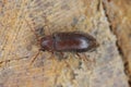 Woodboring beetle, wood borer, Anobiidae (Ernobius) on wood. High magnification Royalty Free Stock Photo