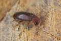 Woodboring beetle, wood borer, Anobiidae (Ernobius) on wood. High magnification Royalty Free Stock Photo