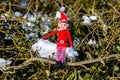 Woodbridge Suffolk UK February 11 2021: A naughty Christmas elf sitting on a snowy tree branch enjoying the winter sunshine.