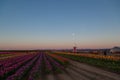 Sunset Tulip Farm with Moon Royalty Free Stock Photo