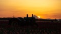 Sunset over tulip farm. Sun rises from behind Mt Hood Royalty Free Stock Photo