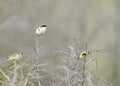 woodchat shrike (Lanius senator) is a member of the shrike family Laniidae. Royalty Free Stock Photo