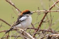 The woodchat shrike Lanius senator in natural habitat perched on branch