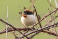 The woodchat shrike Lanius senator in natural habitat perched on branch, with a beetle in its beak