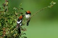 Woodchat shrike ( Lanius senator) outdoor