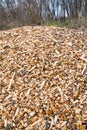 Woodchips after harvesting and shredding trees