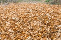 Woodchips after harvesting and shredding trees