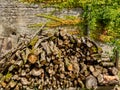 Woodchopping Royalty Free Stock Photo