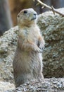 Woodchuck standing guard on hind legs