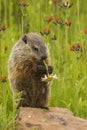 Woodchuck Eating Flower