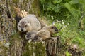 Woodchuck Family Close up with Flowers