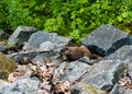 Woodchuck or Groundhog in Rocks