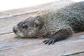 Woodchuck / groundhog on wood deck