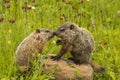 Woodchuck Kiss