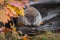 Woodchuck Marmota monax Eyes Lowered in Log Autumn