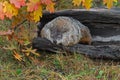 Woodchuck Marmota monax Hangs Over Side of Log Snoozing Autumn