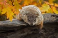 Woodchuck Marmota monax Leans Out Over Log Paw Extended Autumn