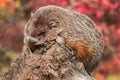 Woodchuck (Marmota monax) Looks Down from End of Log