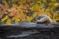 Woodchuck Marmota monax Looks Left Along Top of Log Autumn