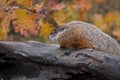 Woodchuck Marmota monax Looks Left Atop Log Autumn