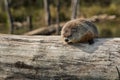 Woodchuck (Marmota monax) Looks Out from Atop Log