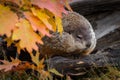 Woodchuck Marmota monax Looks Out From Within Log Autumn