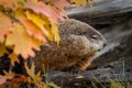 Woodchuck Marmota monax Looks Right From Within Log Autumn