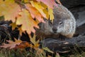 Woodchuck Marmota monax Peers Around Autumn Leaves
