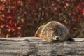 Woodchuck (Marmota monax) Rests on Log