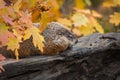 Woodchuck Marmota monax Sits on Log with Autumn Leaves
