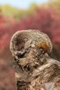 Woodchuck (Marmota monax) Takes a Snooze