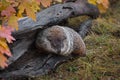 Woodchuck Marmota monax Turns In Log Autumn